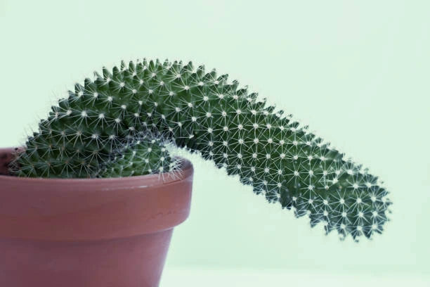 Erectile Dysfunction Image